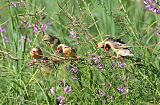 Red-billed Queleaborder=